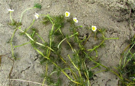 Ranunculus kauffmannii photo