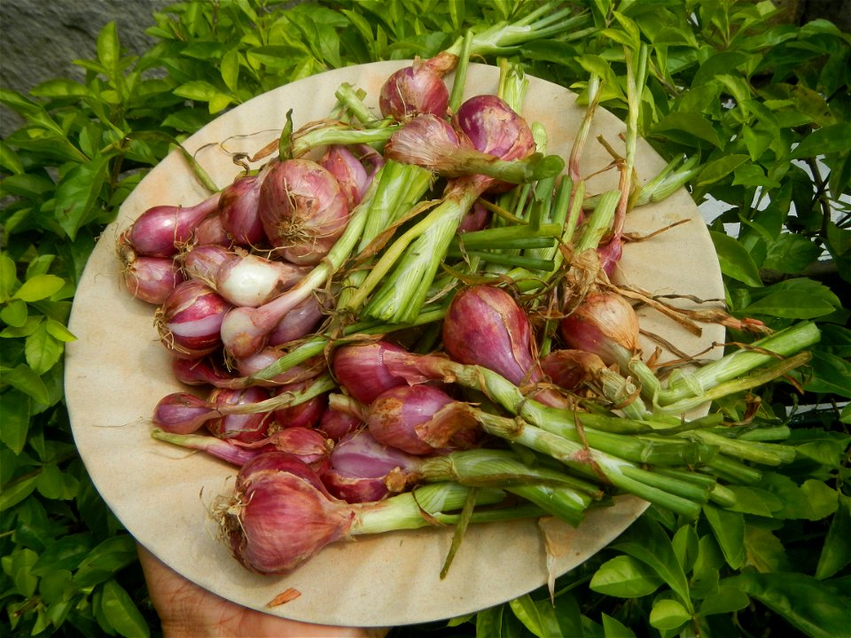 Allium cepa in the Philippines