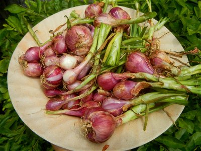 Allium cepa in the Philippines