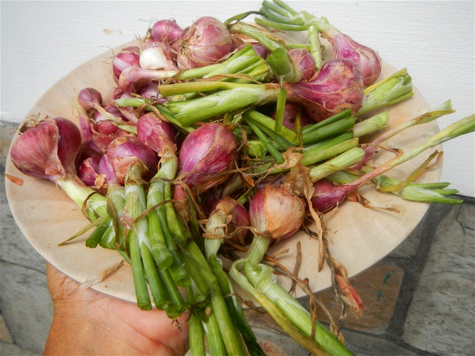 Allium cepa in the Philippines