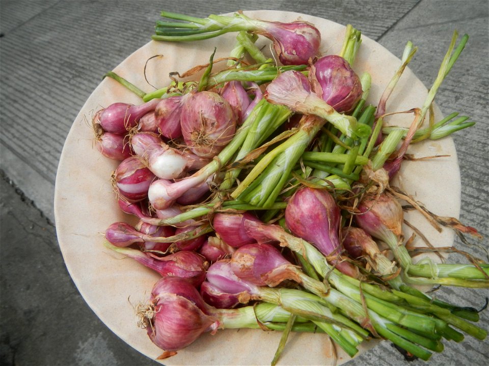 Allium cepa in the Philippines