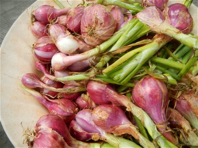 Allium cepa in the Philippines