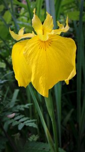 Irises yellow flowers shampoo for