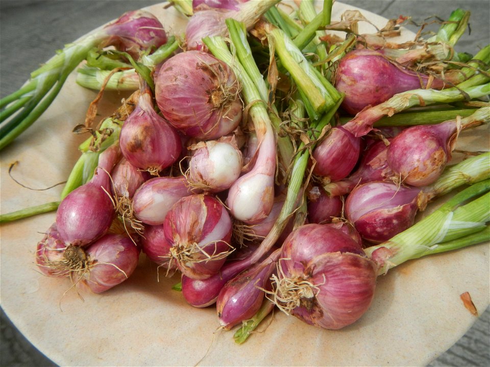 Allium cepa in the Philippines