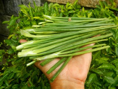 Allium cepa in the Philippines