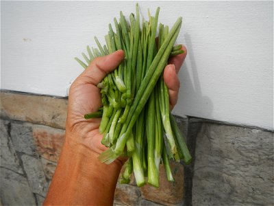 Allium cepa in the Philippines