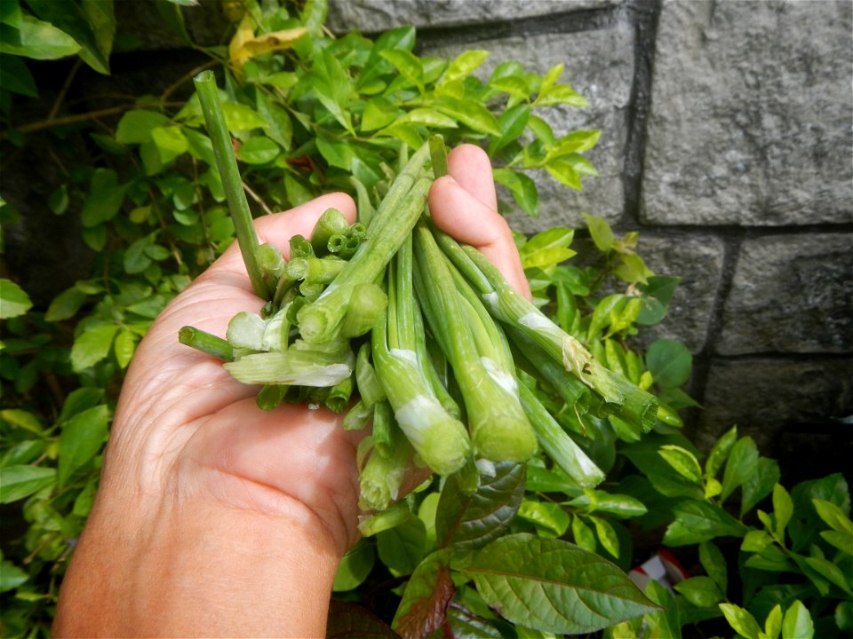 Allium cepa in the Philippines