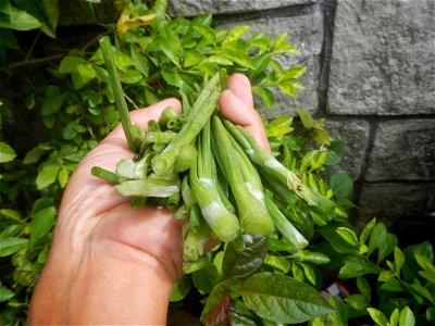 Allium cepa in the Philippines