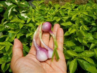 Cuisine foods of Bulacan