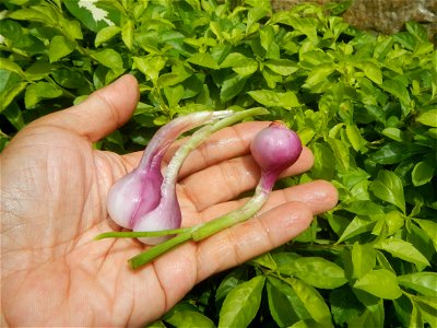 Cuisine foods of Bulacan