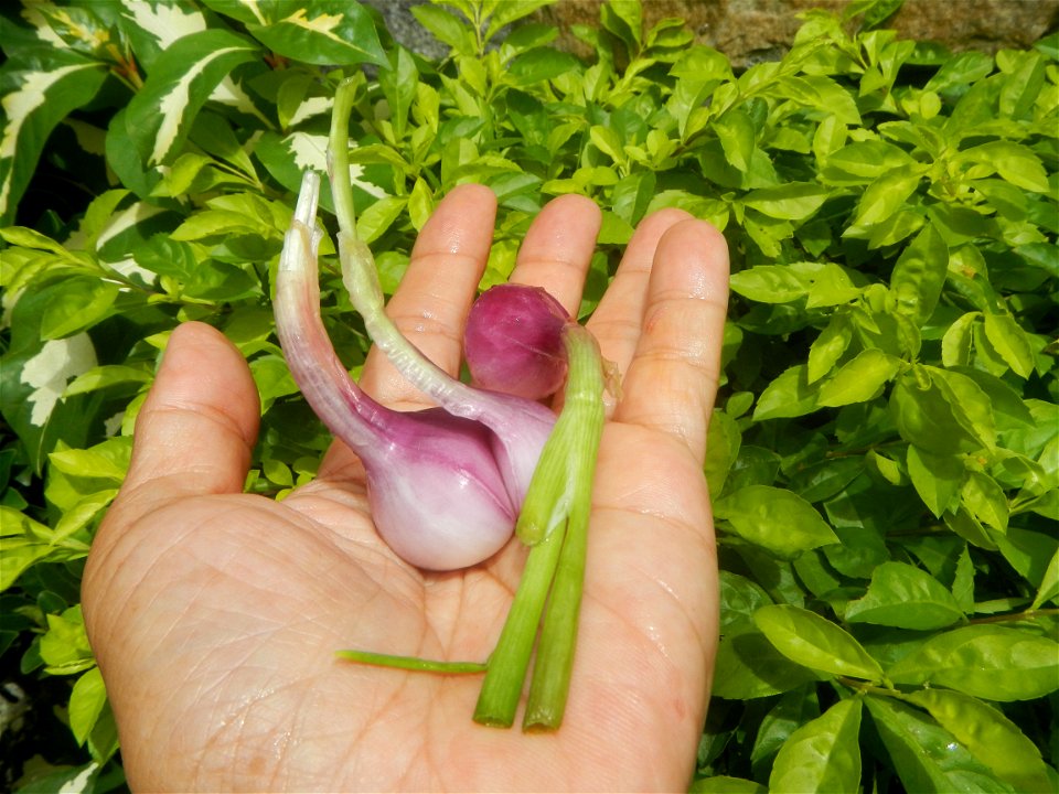 Cuisine foods of Bulacan