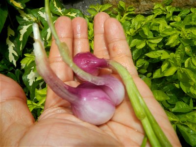 Cuisine foods of Bulacan