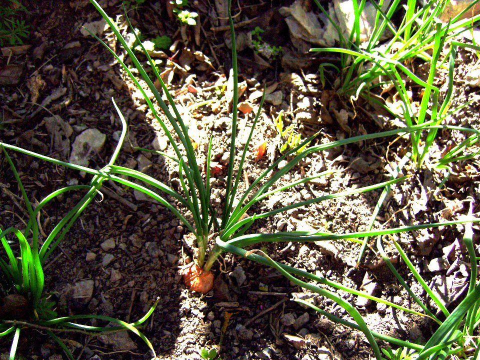Shallot plant (Allium cepa var. aggregatum) Castelltallat, Catalonia
