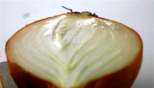 Onion photo