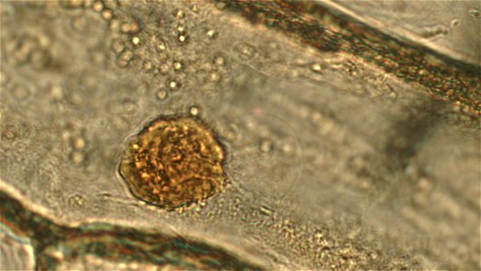 magnification: 3000x