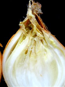 Pathogen(s): Bacterial soft rot is commonly caused by Erwinia carotovora subsp. carotovora (synonym for Pectobacterium carotovorum subsp. carotovorum) or E. chrysanthemi (synonym for Dickeya chrysanth photo