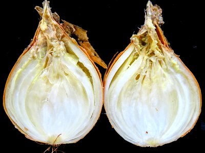 Pathogen(s): Bacterial soft rot is commonly caused by Erwinia carotovora subsp. carotovora (synonym for Pectobacterium carotovorum subsp. carotovorum) or E. chrysanthemi (synonym for Dickeya chrysanth photo