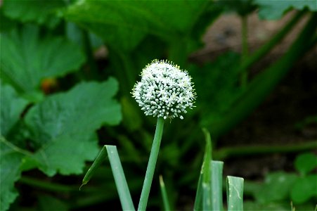 Talo e flor da cebola, nunha plantación en Lugo