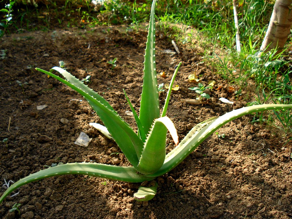 A pot with aloe vera.