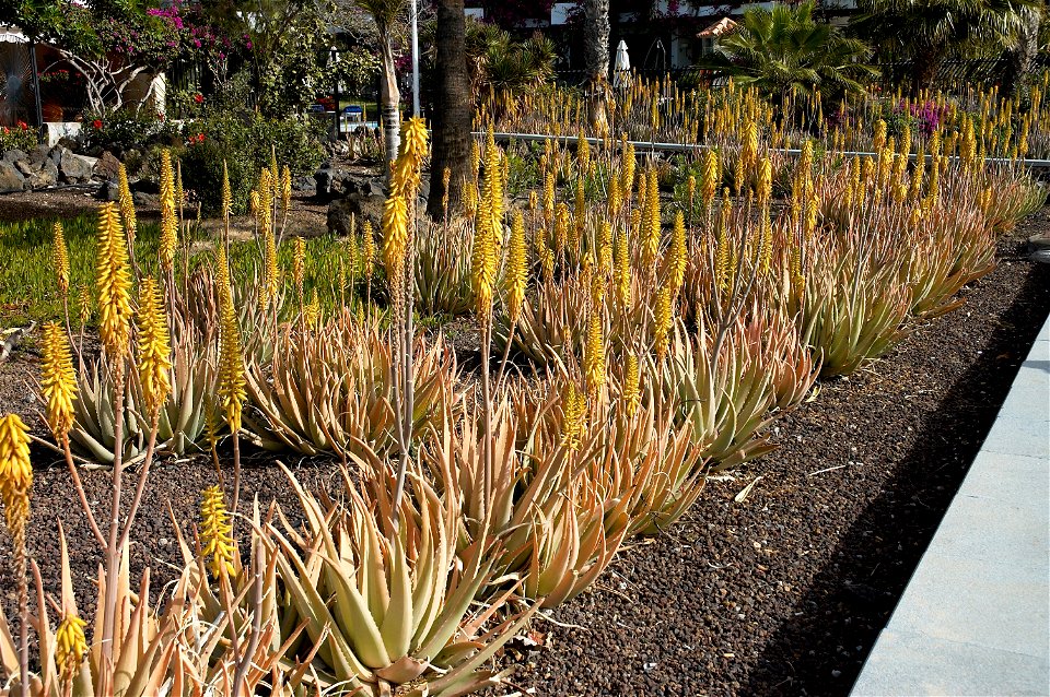 Aloe vera in Playa del Inglés, Gran Canaria, Spain