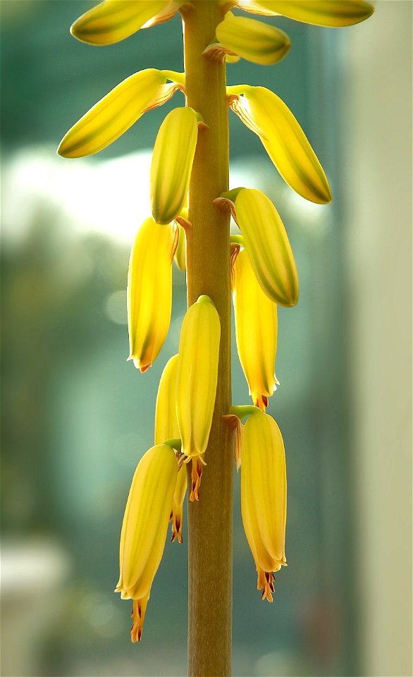 Aloe vera (in house, Belgium)