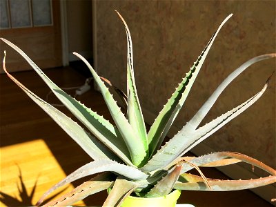 Aloe vera. Pot diameter : 14 cm photo