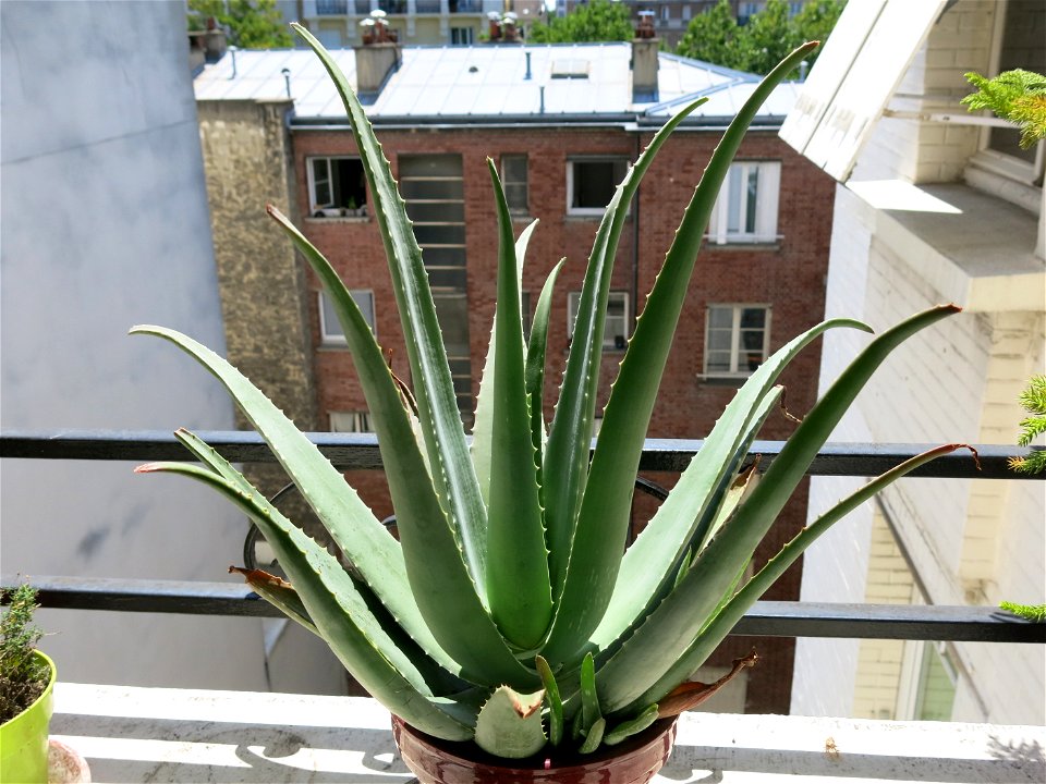 Aloe vera. Pot diameter : 18 cm