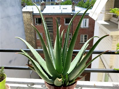 Aloe vera. Pot diameter : 18 cm