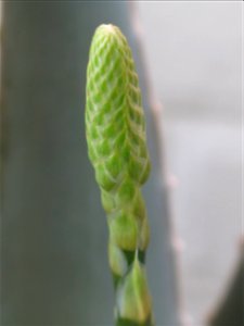 Aloe vera. Pot diameter : 18 cm photo
