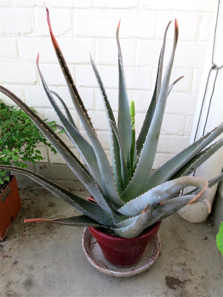Aloe vera. Pot diameter : 18 cm