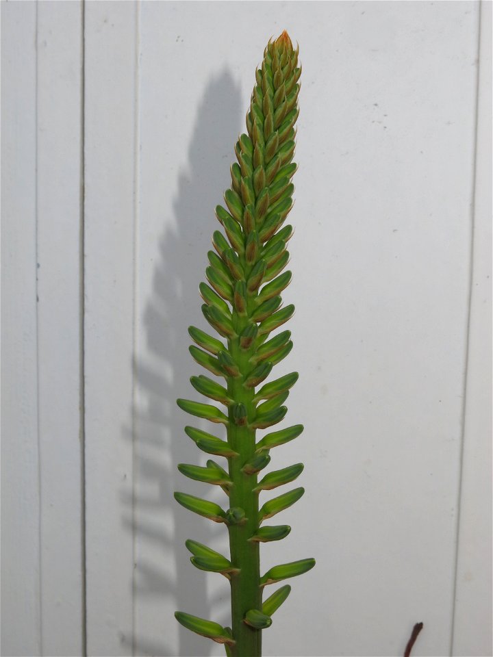 Aloe vera. Pot diameter : 18 cm