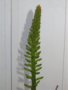 Aloe vera. Pot diameter : 18 cm photo