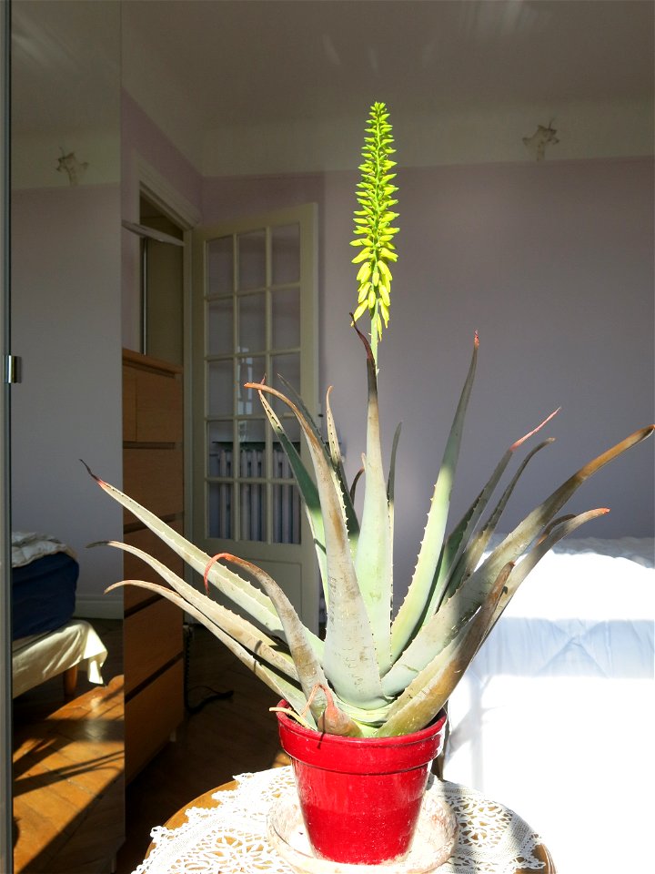 Aloe vera. Pot diameter : 18 cm