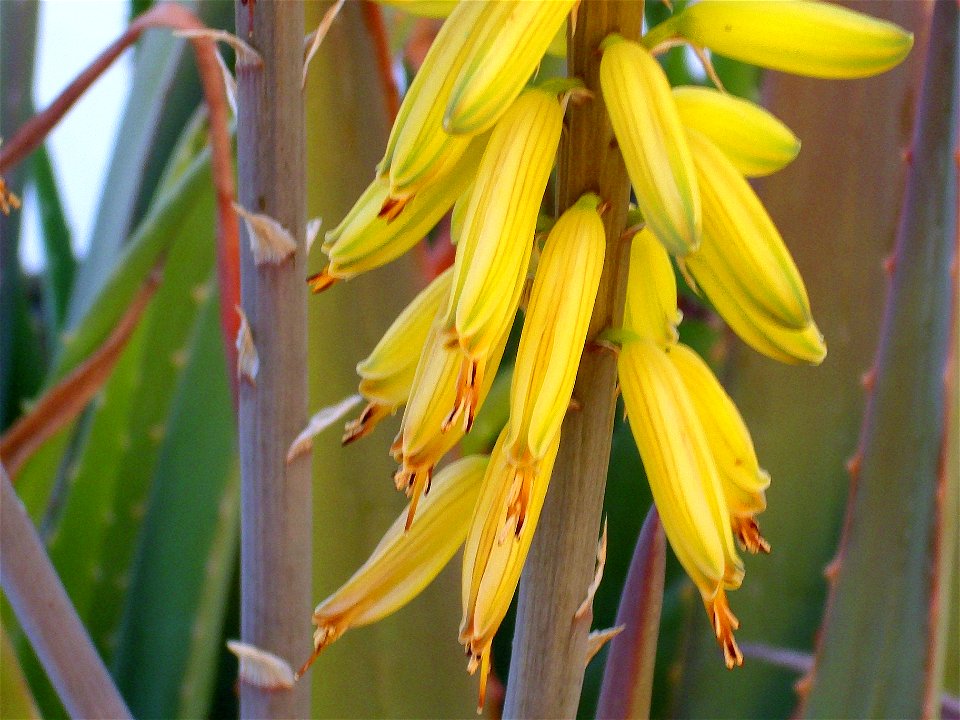 Aloe vera flowers close up, Torrelamata, Torrevieja, Alicante, Spain