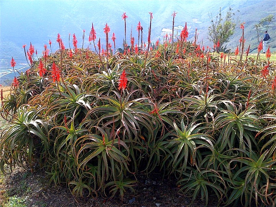 es una planta parecida a la sabila con unas flores muy hermosas y se encuentra en el paramo de timotes