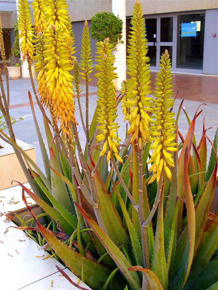 Aloe vera inflorescences, La Mata, Torrevieja, Alicante, Spain