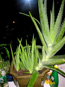 An Aloe vera houseplant, with multiple offsets. See also Image:Aloe vera with shoots.jpg, Image:Aloe vera with shoots 2.jpg, and Image:Aloe vera with shoots 4.jpg for the same plant at different stag photo