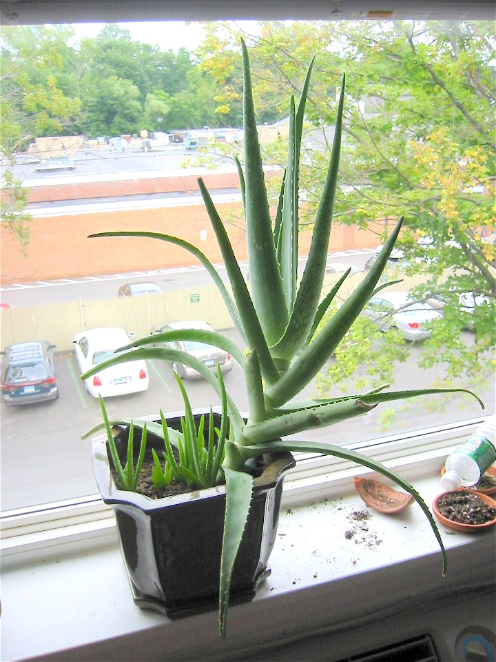 An Aloe vera houseplant, with multiple offsets.  See also Image:Aloe vera with shoots.jpg, Image:Aloe vera with shoots 3.jpg, and Image:Aloe vera with shoots 4.jpg for the same plant at different stag