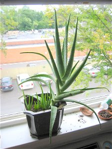 An Aloe vera houseplant, with multiple offsets. See also Image:Aloe vera with shoots.jpg, Image:Aloe vera with shoots 3.jpg, and Image:Aloe vera with shoots 4.jpg for the same plant at different stag photo