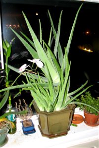 An Aloe vera houseplant, with multiple offsets. See also Image:Aloe vera with shoots.jpg, Image:Aloe vera with shoots 2.jpg, Image:Aloe vera with shoots 3.jpg, and Image:Aloe vera with shoots 5.jpg f photo