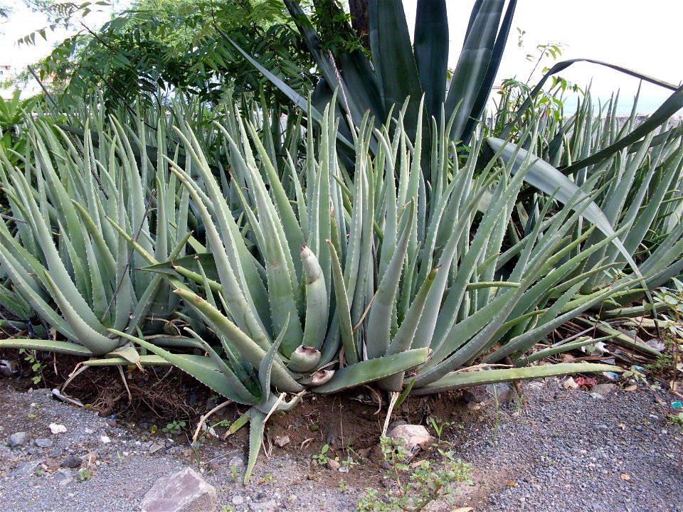 Aloe vera in Praia, Cape Verde