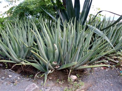 Aloe vera in Praia, Cape Verde photo