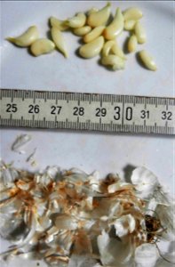 very small peeled Cuban garlic: only a few mm