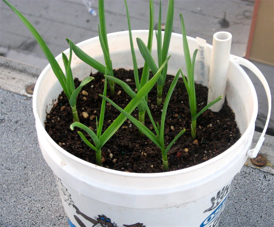 about seven weeks after planting in a child's sand pail with a water reservoir on the bottom. Garlic grows well in containers. This garlic will be ready to harvest in late spring, about six months aft
