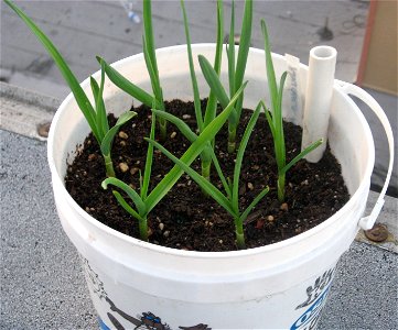about seven weeks after planting in a child's sand pail with a water reservoir on the bottom. Garlic grows well in containers. This garlic will be ready to harvest in late spring, about six months aft photo