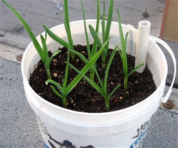 about seven weeks after planting in a child's sand pail with a water reservoir on the bottom. Garlic grows well in containers. This garlic will be ready to harvest in late spring, about six months aft