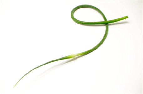 A garlic scape.