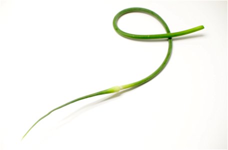 A garlic scape. photo