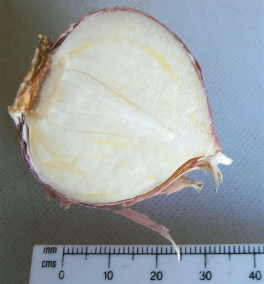 Single clove garlic