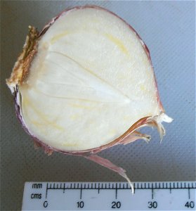 Single clove garlic photo